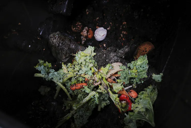 Los restos de comida se colocan en el contenedor de abono residencial.