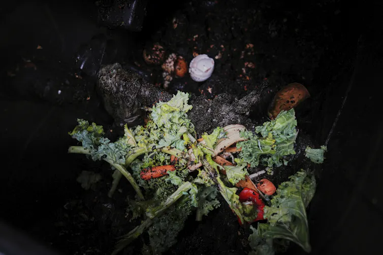 Food scraps sit inside a residential compost bin