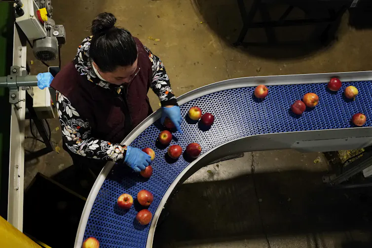 Los sensores inteligentes podrían ayudar a Canadá a abordar el problema del desperdicio de alimentos valorado en 58.000 millones de dólares 1 un trabajador clasifica manzanas a su paso en una cinta transportadora