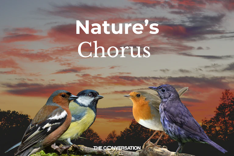 Banner text reads "Nature's Chorus", four song birds perch on a branch