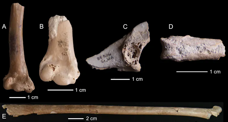 Lo que nos dicen los fósiles de aves sobre un humedal prehistórico en el sur de España 2 file 20260430 57 s8bcvf.png?ixlib=rb 4.1