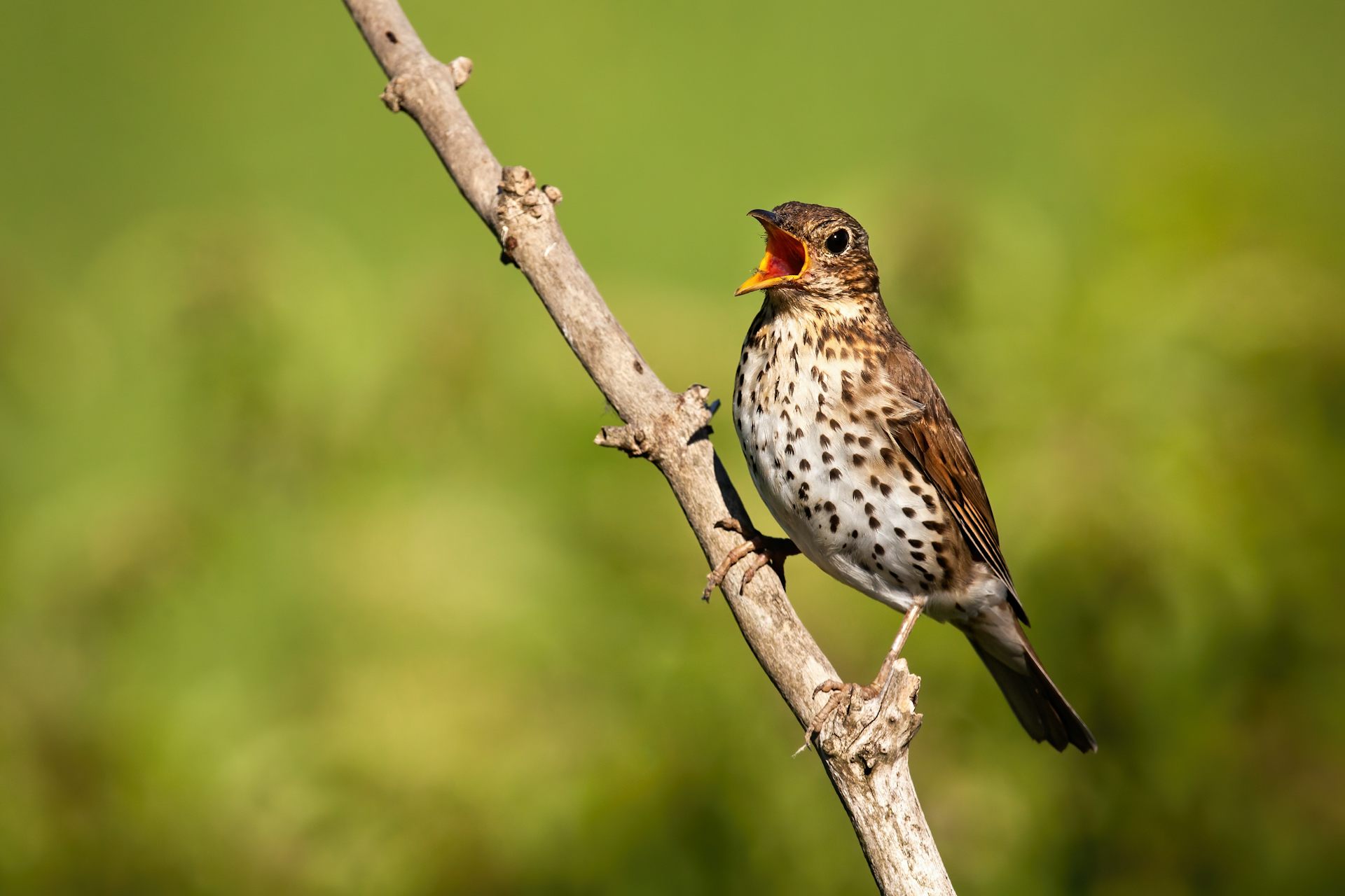 Brown bird perches on branch, beak open in song