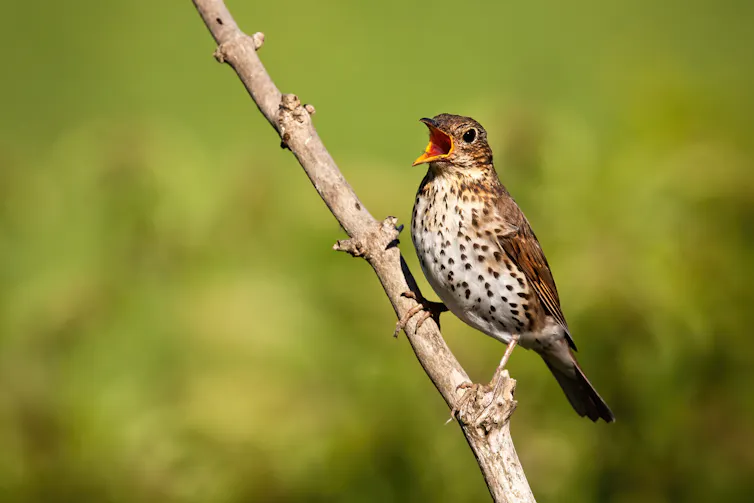 Brown bird perches on branch, beak open in song