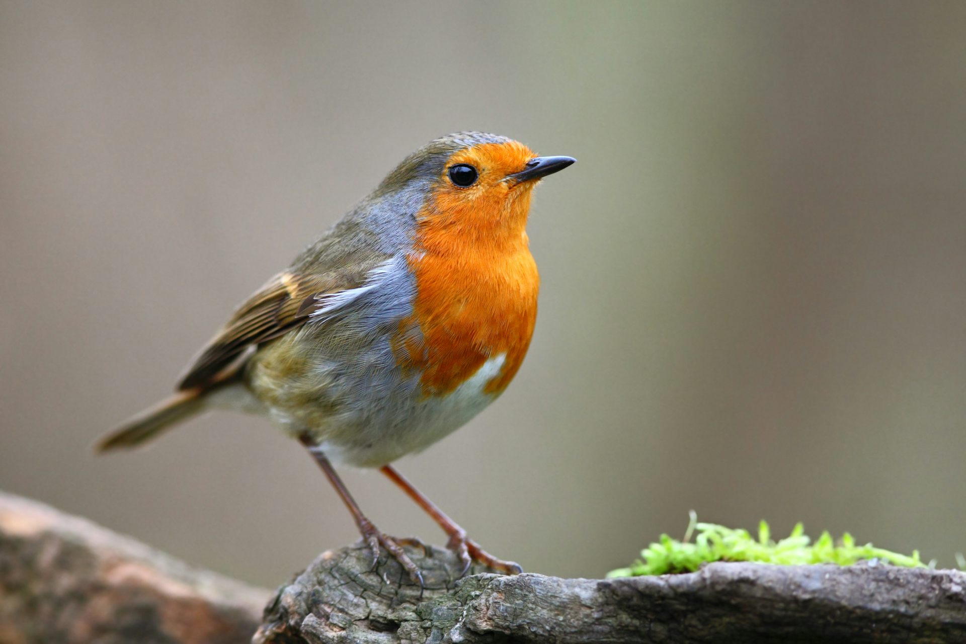 Robin perching neatly on log.