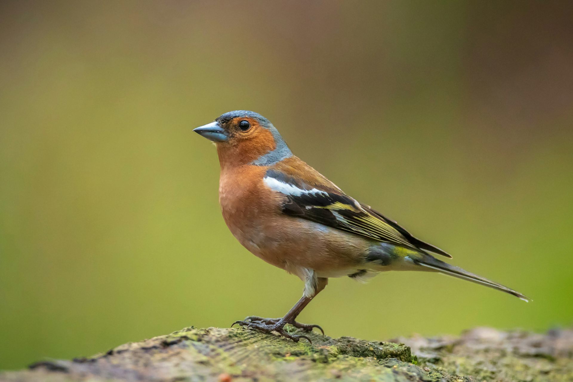 Finch with copper and grey plumage.