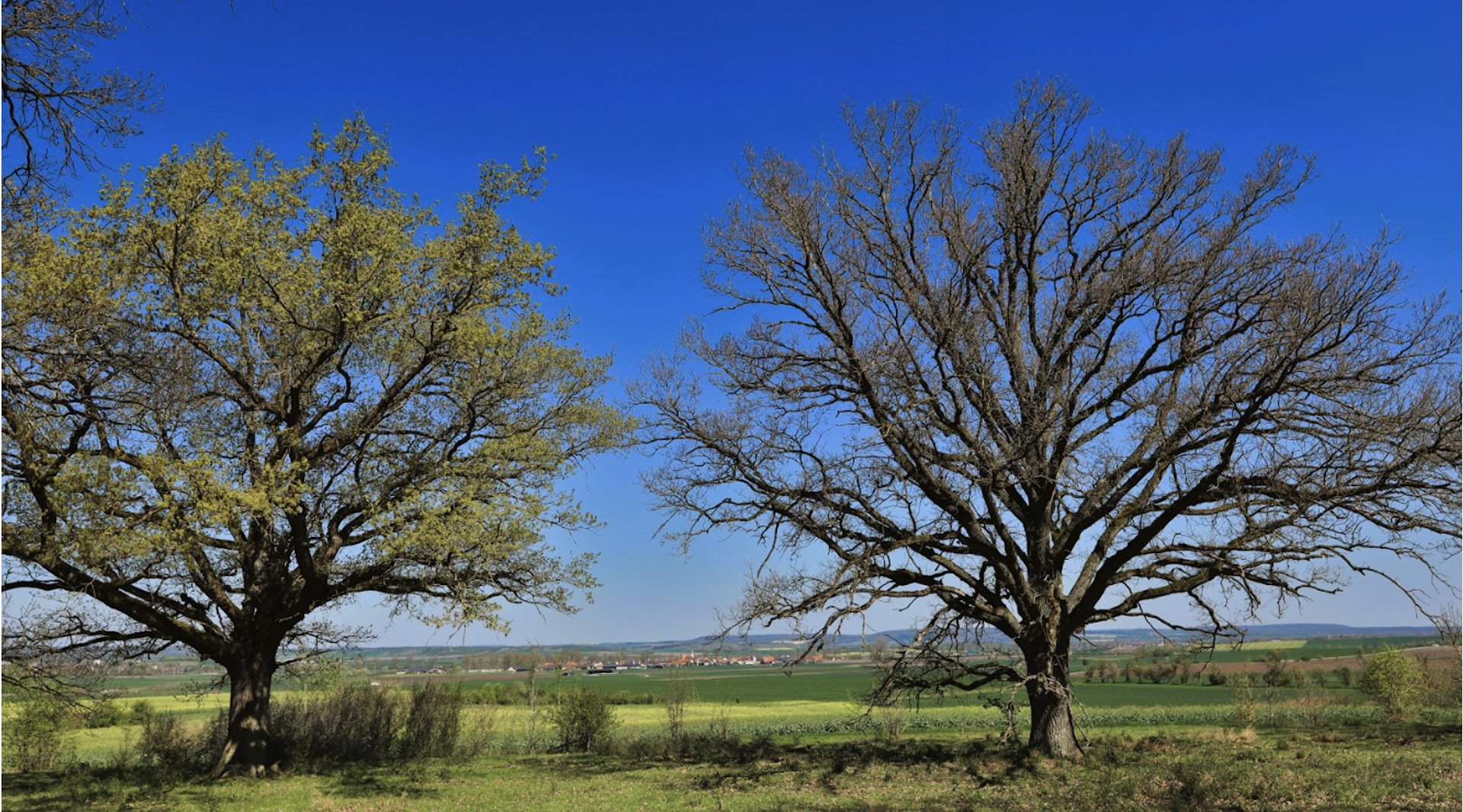Comment les chênes déjouent les chenilles en retardant l&rsquo;ouverture de leurs bourgeons