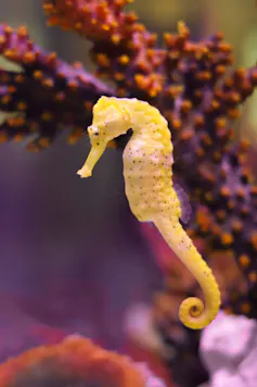 a yellow seahorse in the water
