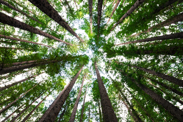 Looking up at a forest of giant trees.