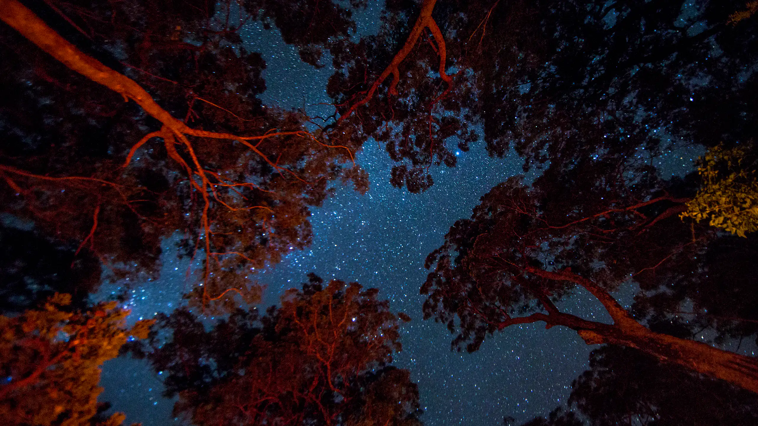 Upward-looking view of the night sky through a forest of trees.
