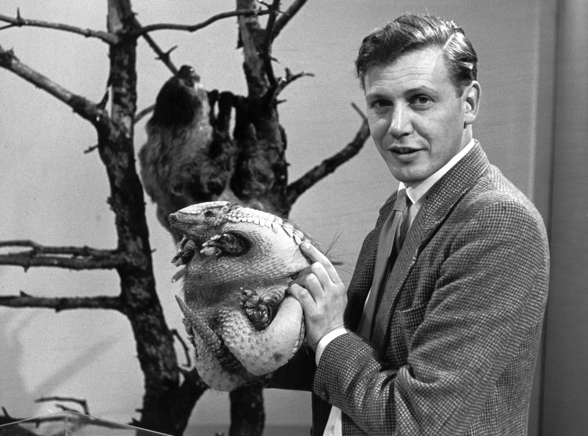A young Attenborough holding an armadillo