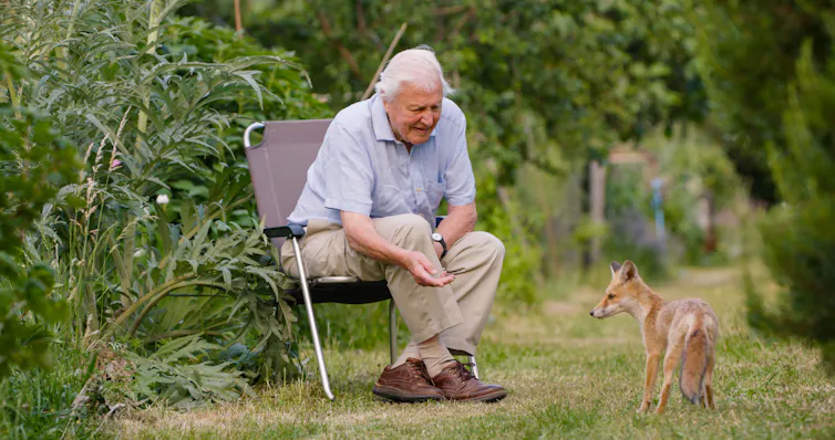Attenborough with fox
