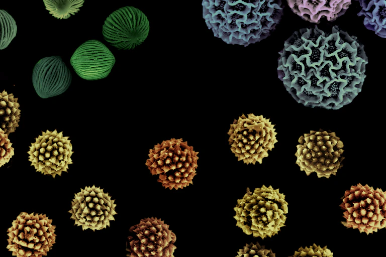Pollen spores under the microscope