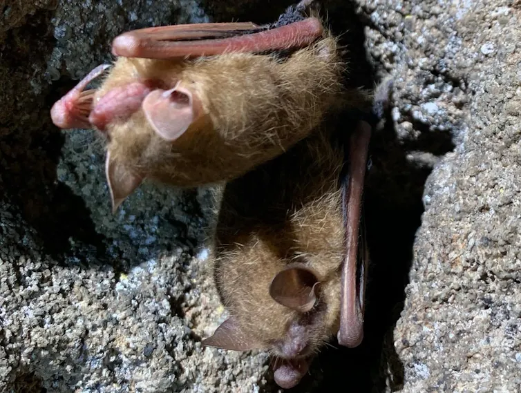 ¿Cuánto vale un murciélago? Proteger a estos pequeños insectívoros no sólo es bueno para las granjas: sus muertes cuestan a los contribuyentes y a la economía en general. 3 Dos murciélagos cuelgan en una cueva.