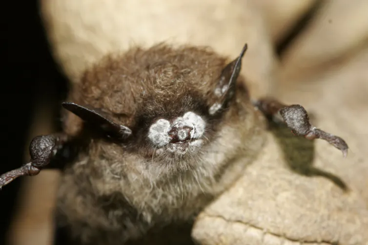 ¿Cuánto vale un murciélago? Proteger a estos pequeños insectívoros no sólo es bueno para las granjas: sus muertes cuestan a los contribuyentes y a la economía en general. 1 file 20260501 57 ezedux.jpeg?ixlib=rb 4.1