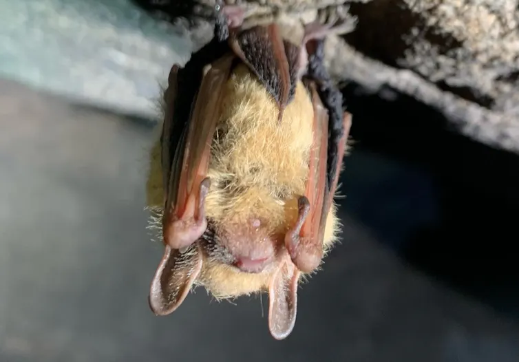 Bat deaths cost US economy billions of dollars Bat deaths cost US economy billions of dollars