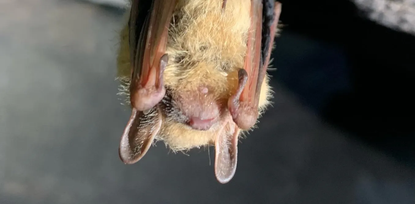 How much is a bat worth? Protecting these insect-eaters isn’t just good for farms – their deaths cost taxpayers and the wider economy
