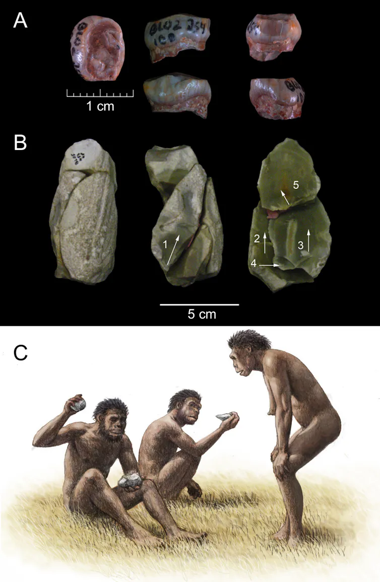Lo que nos dicen los fósiles de aves sobre un humedal prehistórico en el sur de España 1 file 20260503 71 ax4hyq.png?ixlib=rb 4.1