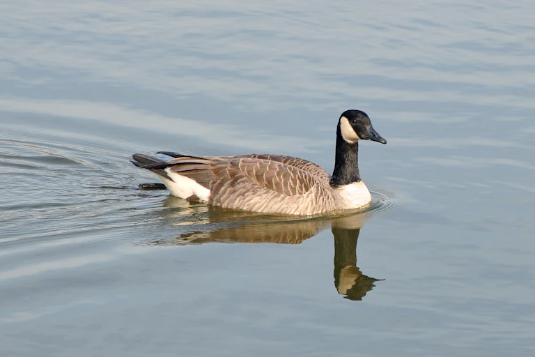 Une oie du Canada flotte sur un lac