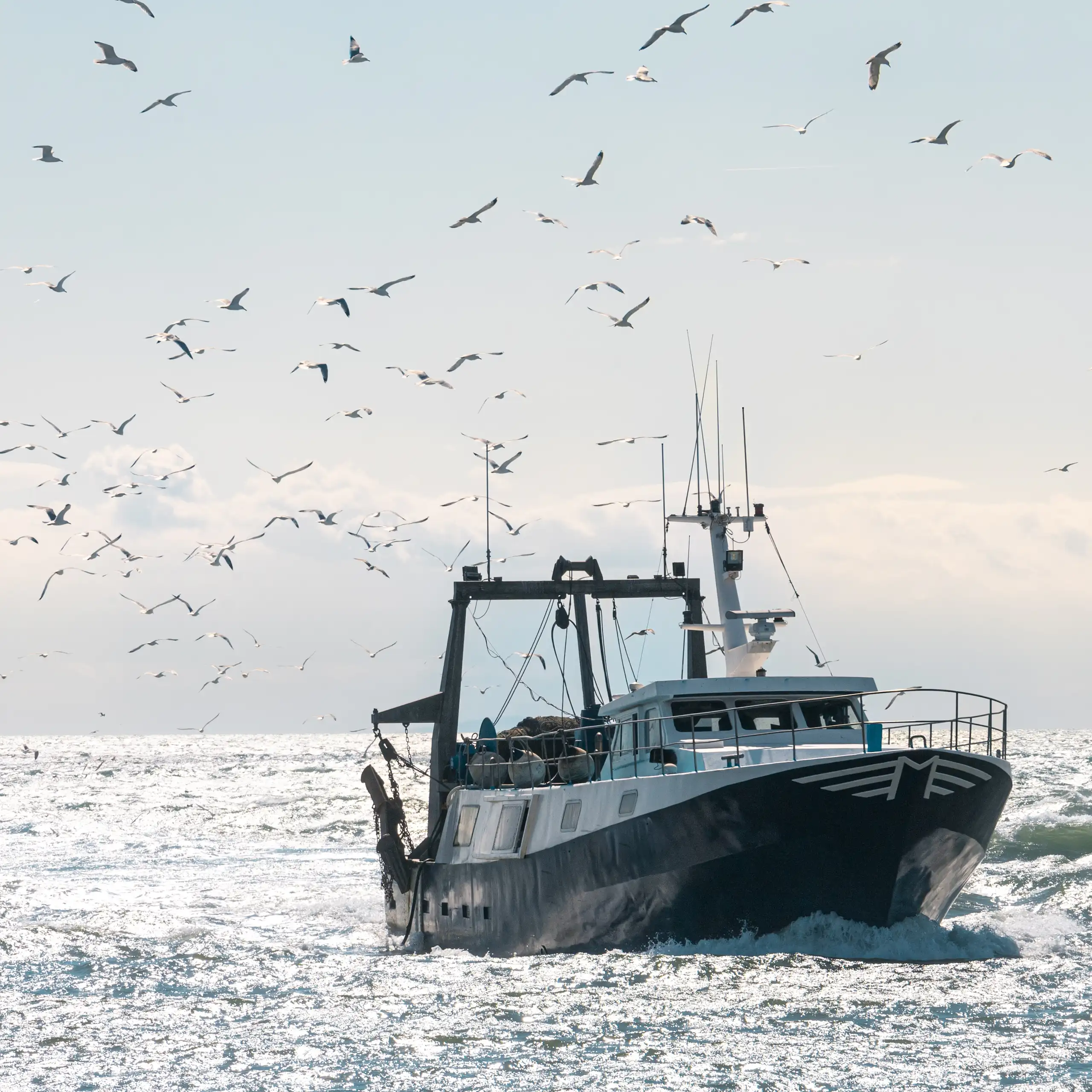 Moltes aus envolten un vaixell de pesca enmig de la mar.