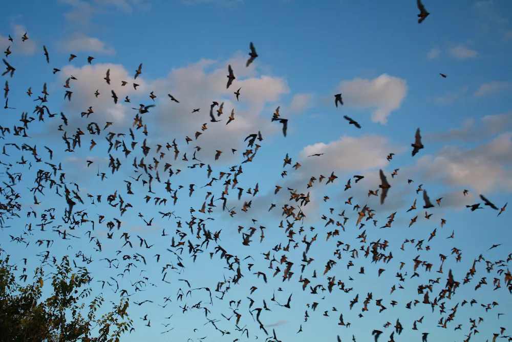 How much is a bat worth? Protecting these tiny insect-eaters isn’t just ...