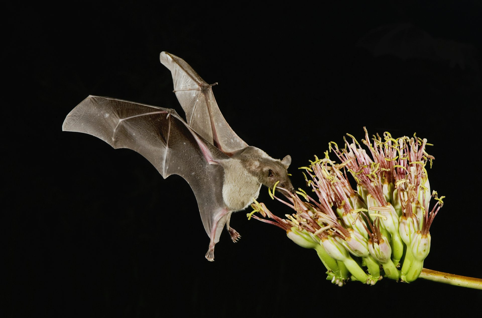 Un murciélago se cierne junto a una flor grande mientras se alimenta de néctar.