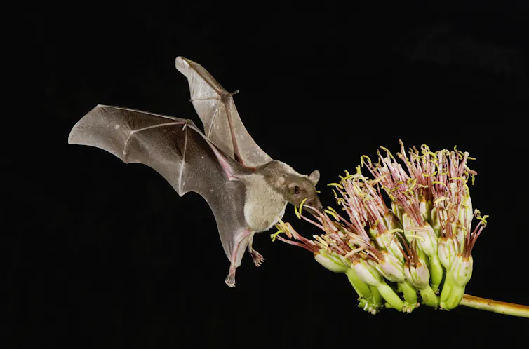 ¿Cuánto vale un murciélago? Proteger a estos pequeños insectívoros no sólo es bueno para las granjas: sus muertes cuestan a los contribuyentes y a la economía en general. 2 Un murciélago se cierne junto a una flor grande mientras se alimenta de néctar.