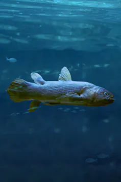 A coelacanth swimming in the ocean.