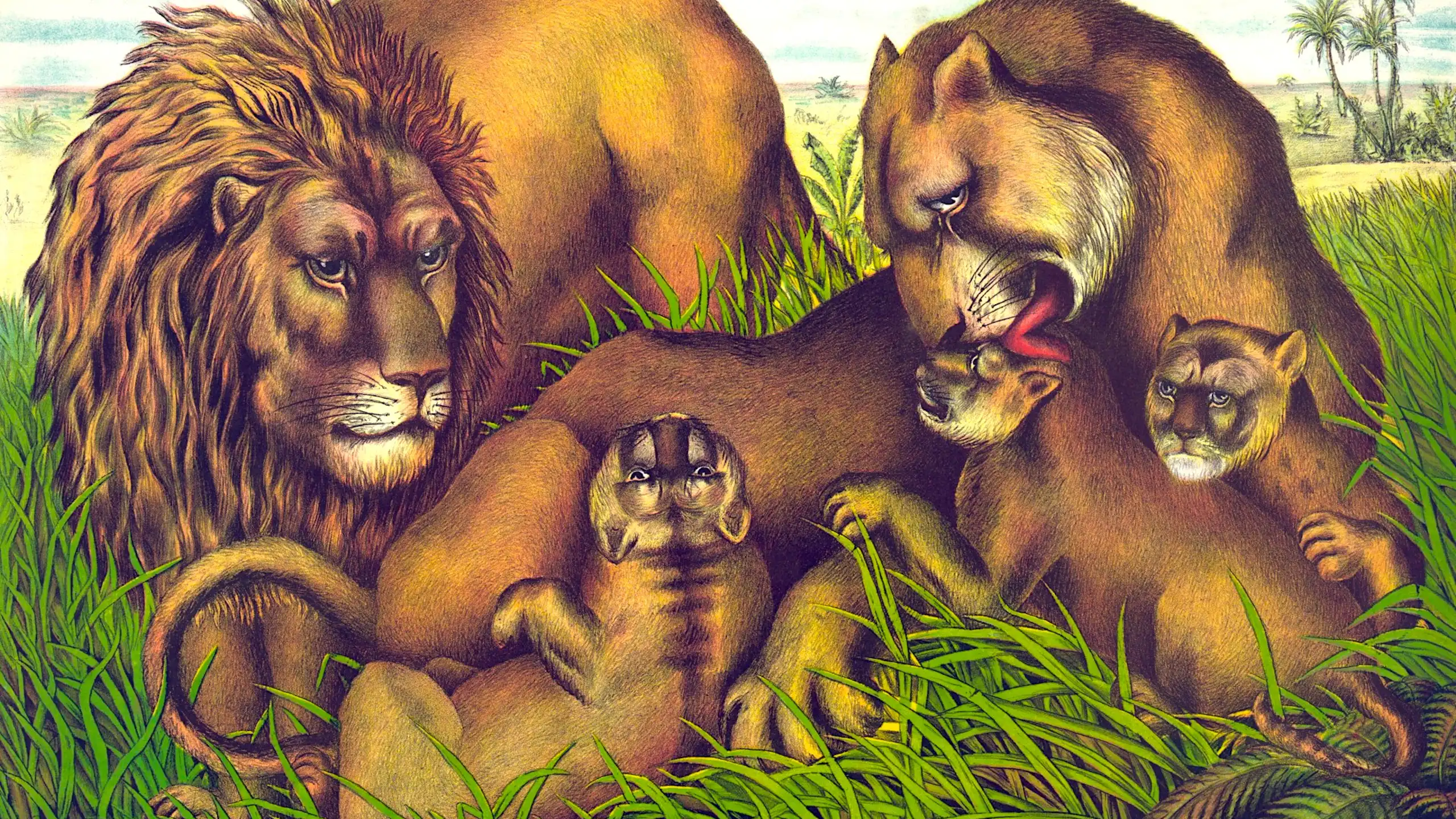 A vintage illustration of a family of lions, a female licking a cub while a male looks on.