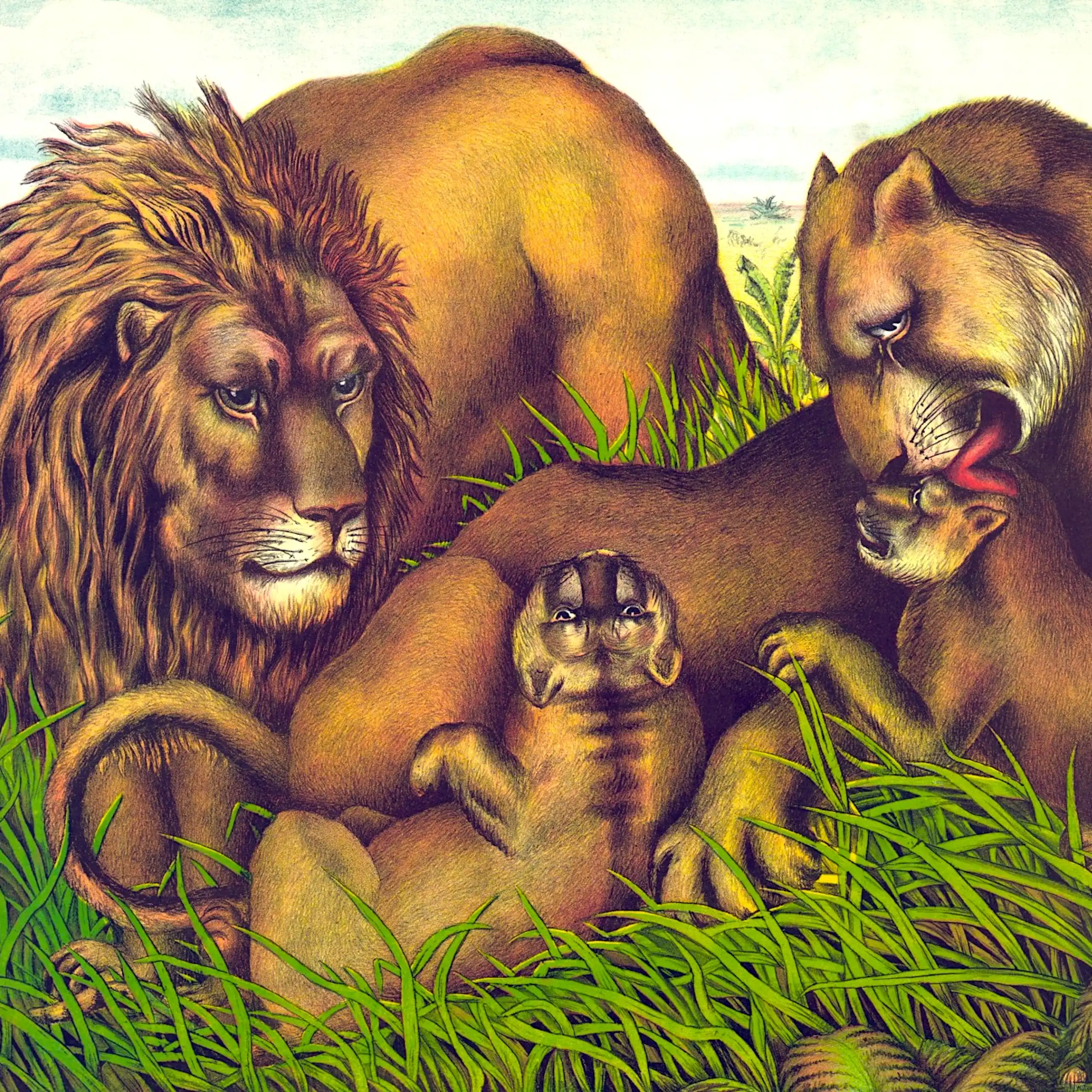 A vintage illustration of a family of lions, a female licking a cub while a male looks on.