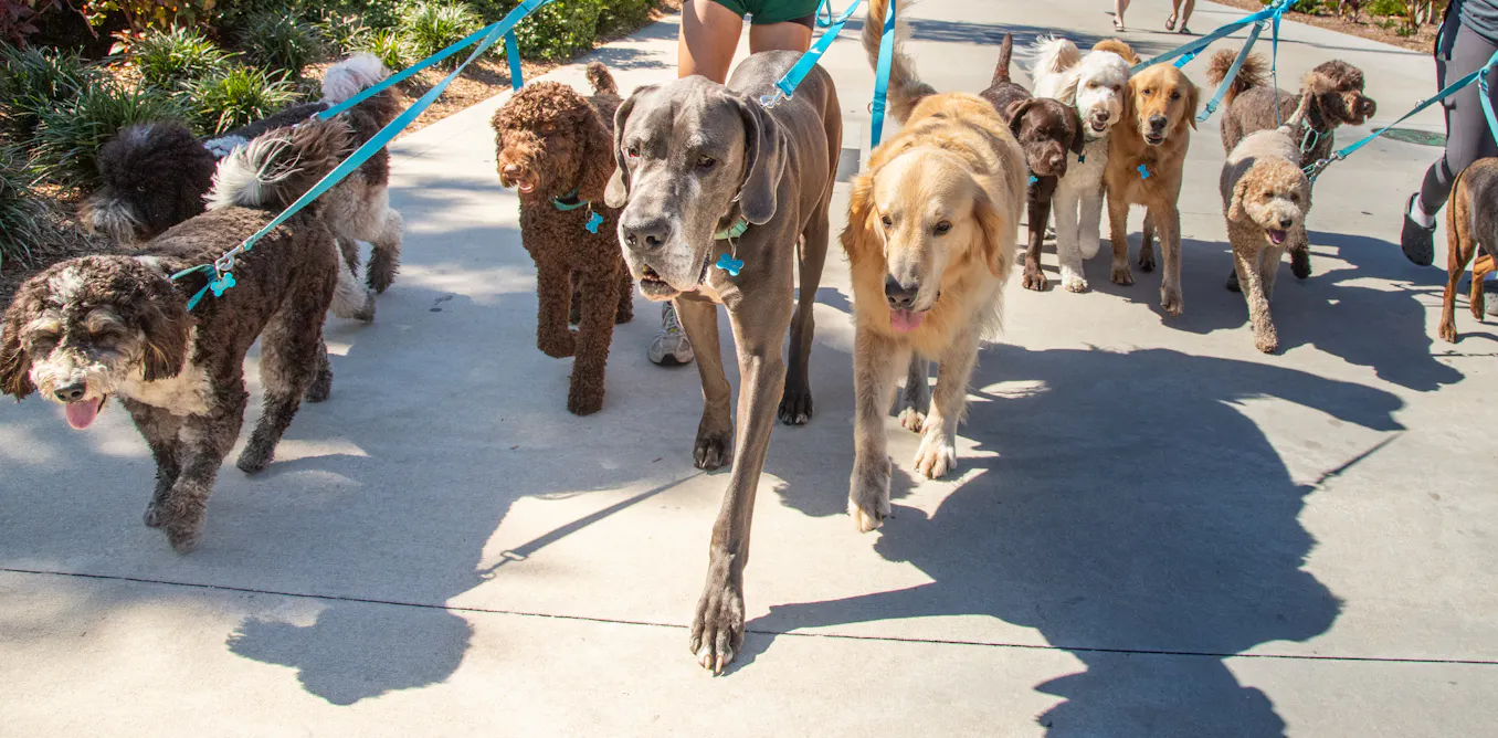 Dog With Heapsof Roles Dogs display many traits of great leaders − here are 5 breeds that can ...
