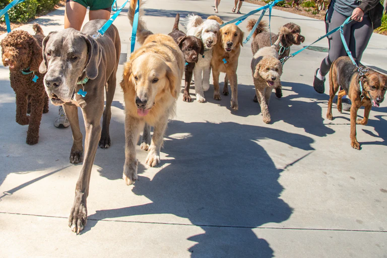 group of dogs walking toward camera all on leashes