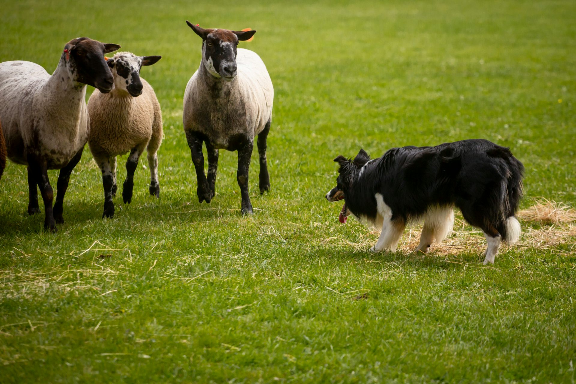 Un perro blanco y negro mira a tres ovejas paradas en la hierba