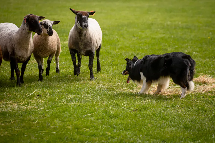 Black and white dog looks at three sheep standing on grass