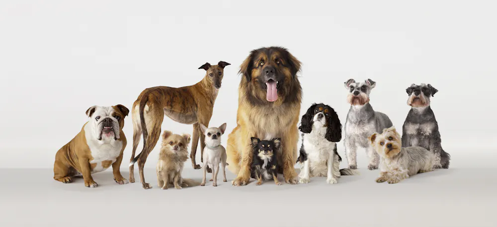 Dog With Heapsof Roles Dogs display many traits of great leaders − here are 5 breeds that can ...