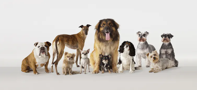Portrait against a white background of a group of dogs of many sizes
