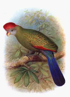 Un oiseau aux plumes somptueuses perché dans un arbre, avec une touffe rouge vif sur la tête, des extrémités d'ailes rouges et une queue bleue.