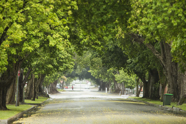 densely tree lined street after tropical downpour.