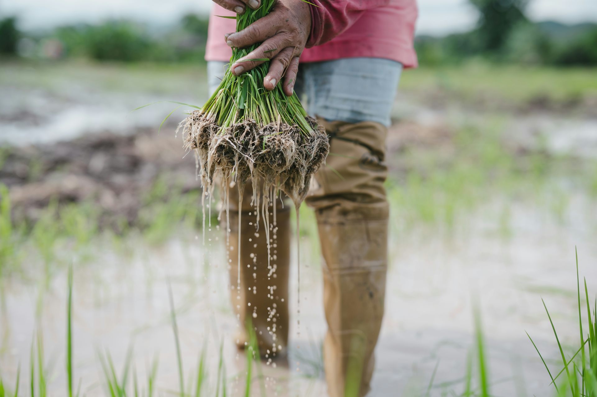 Man with muddy boots holding a bunch of rice plants.