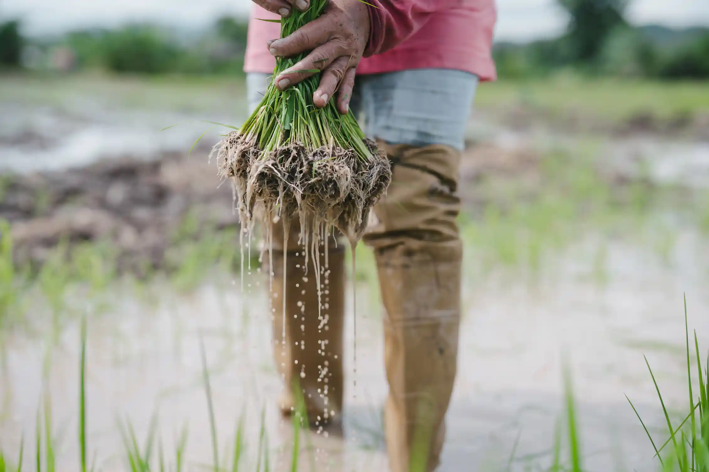 Man with muddy boots holding a bunch of rice plants.