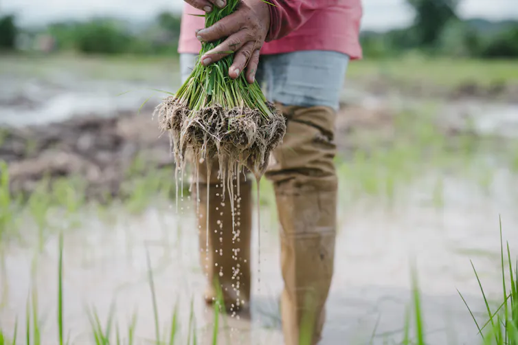Man with muddy boots holding a bunch of rice plants.