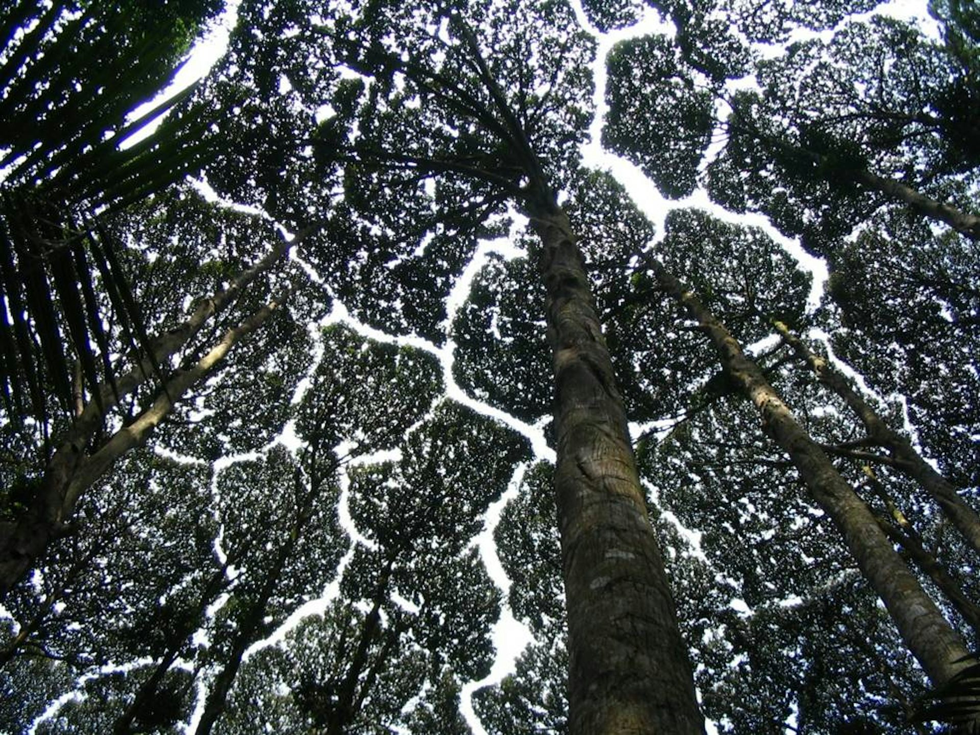 La timidité des cimes est ici observée sur des individus cultivés de _Dryobalanops aromatica_, espèce exploitée pour la résine de grande valeur qu’elle produit. Les arbres photographiés ont le même âge et la même taille, ce qui favorise le fait que les branches soient à la même hauteur et rend ainsi bien visible le phénomène.