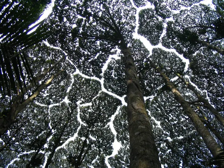 How African bushes conquered the forests of Southeast Asia 1 Crown shyness is observed here on cultivated specimens of _Driobalanops aromatica_, a species exploited for the high value resin it produces. The photographed trees are of the same age and size, which supports the fact that the branches are at the same height and thus makes the phenomenon clearly visible.