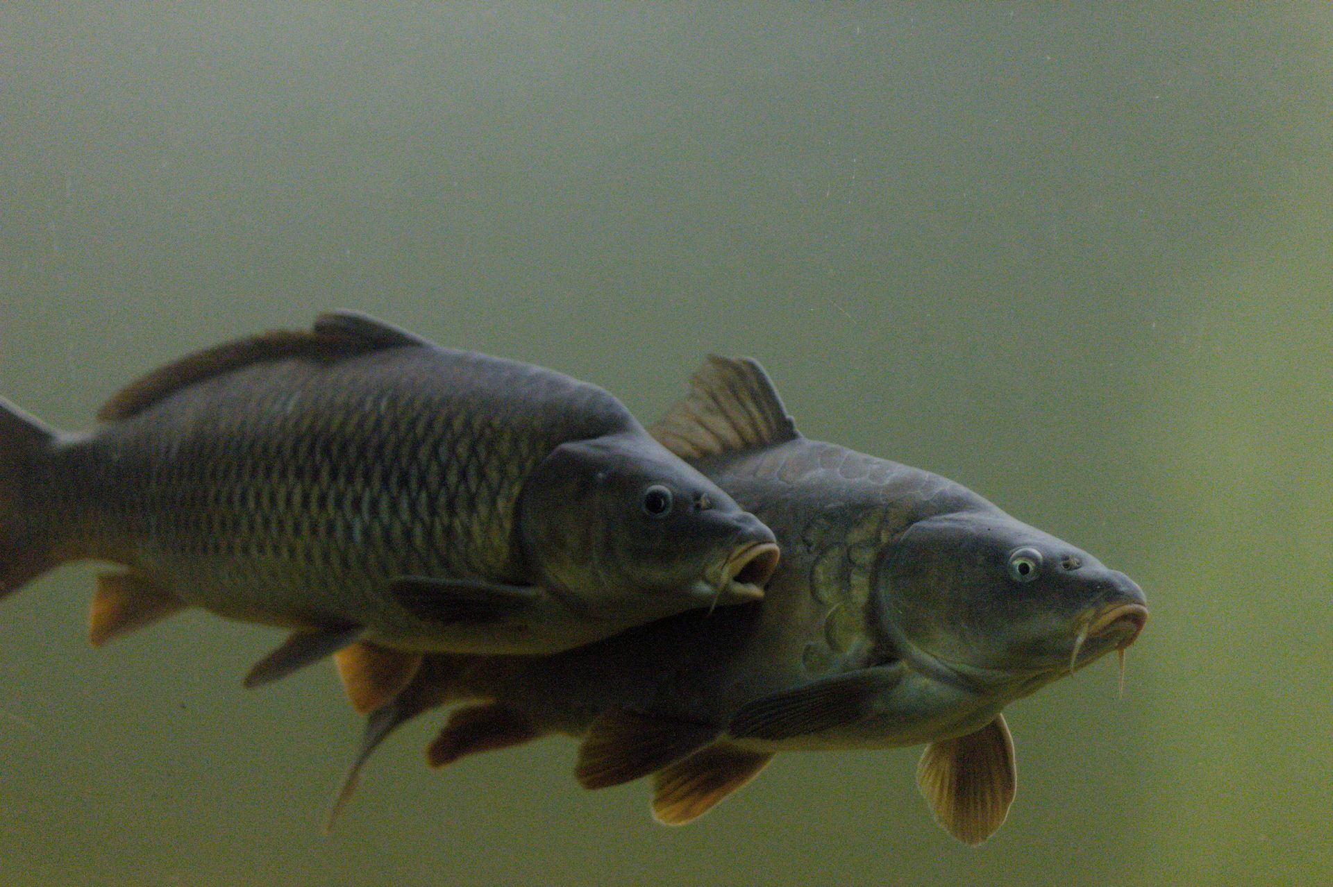 Ejemplares de carpa común.