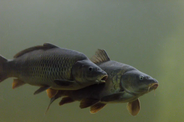 Un desastre invisible: peces invasores en los ríos del Mediterráneo 1 Ejemplares de carpa común.