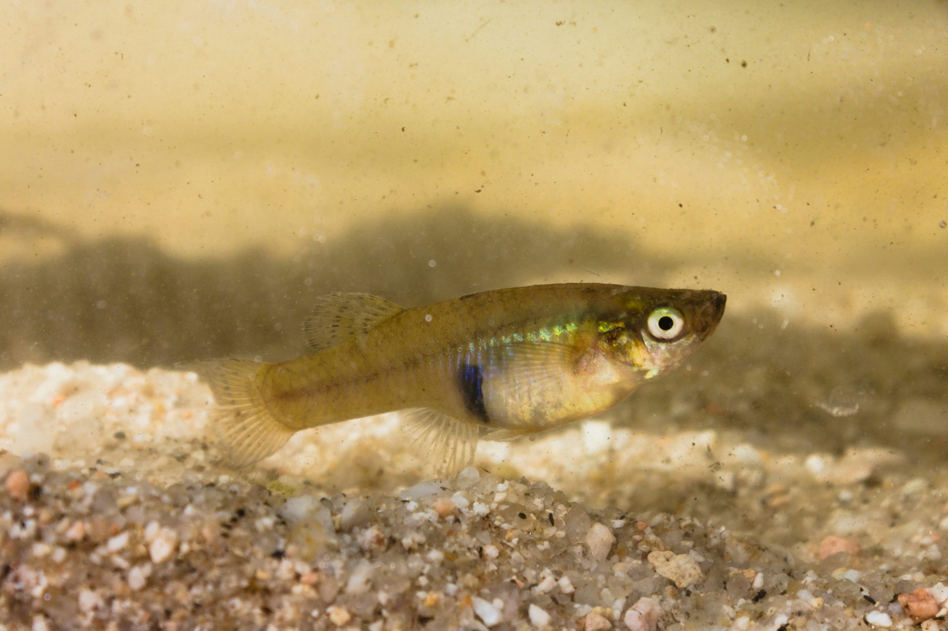 Gambusia hembra.