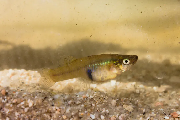 Un desastre invisible: peces invasores en los ríos del Mediterráneo 2 Gambusia hembra.