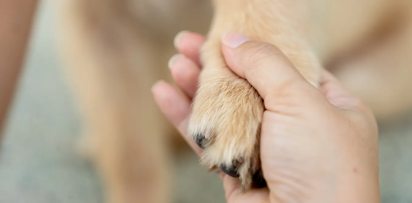 Pet loss is difficult for people – what about for other pets? Pet loss is difficult for people – what about for other pets?