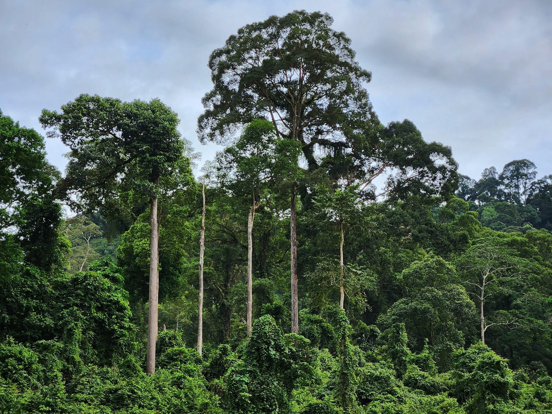 Plusieurs Dipterocarpaceae au sommet de la canopée dans l'état malaisien de Sabah, à Bornéo. 