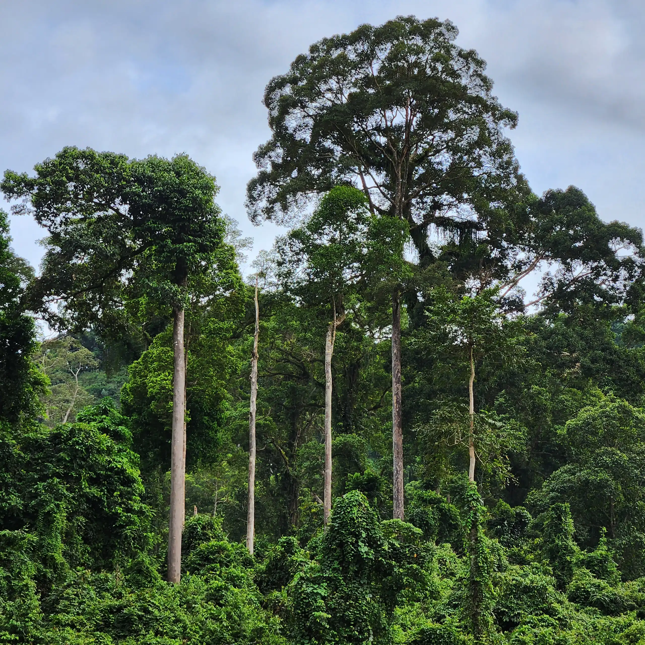 Plusieurs Dipterocarpaceae au sommet de la canopée dans l'état malaisien de Sabah, à Bornéo.