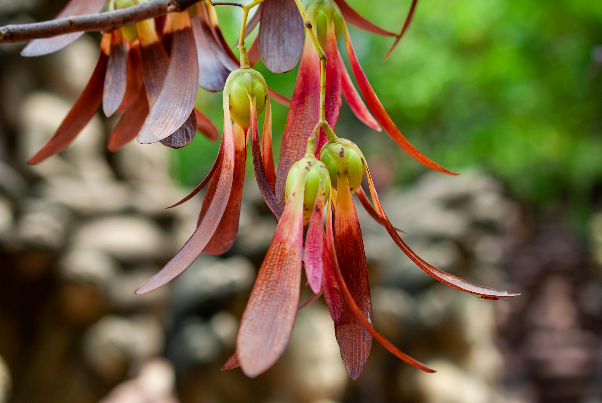 Fruits de Shorea siamensis.